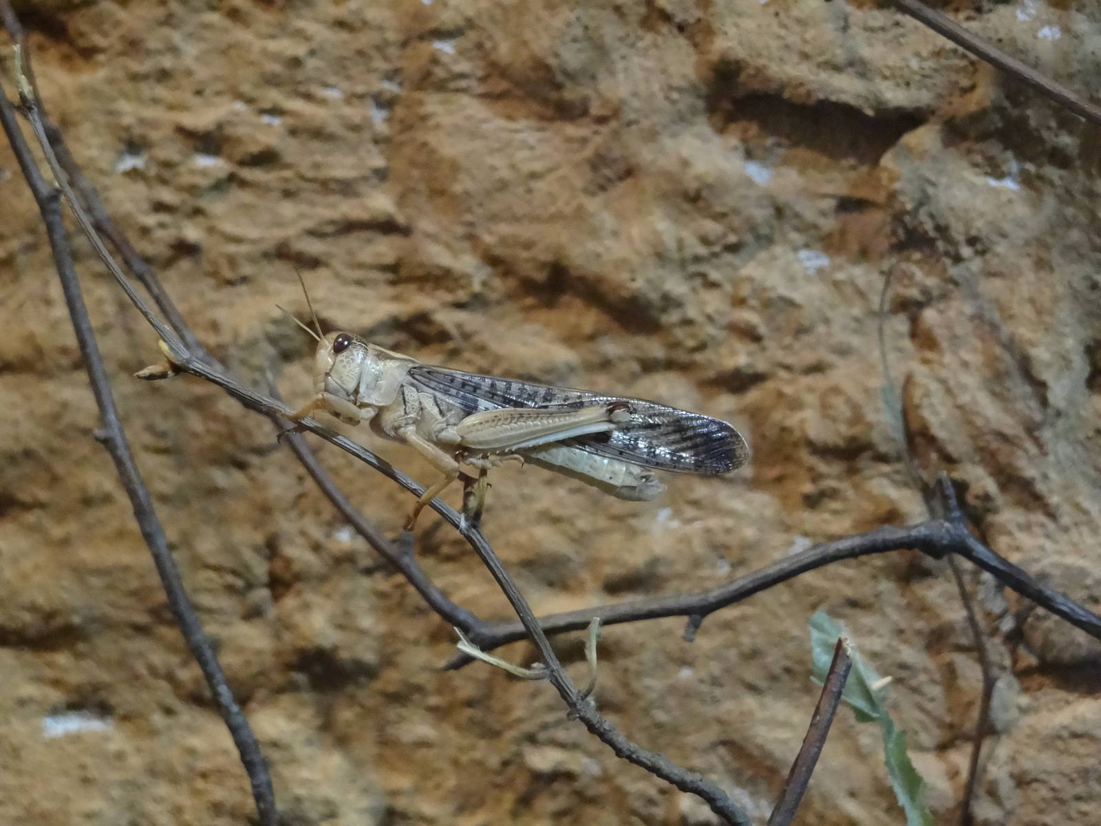 Desert locust (Schistocerca gregaria)