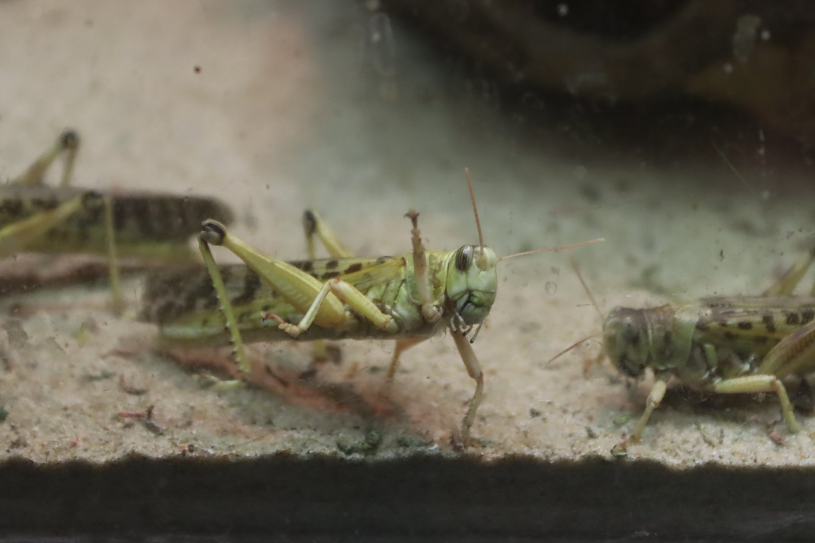 Desert Locust (Schistocerca gregaria)