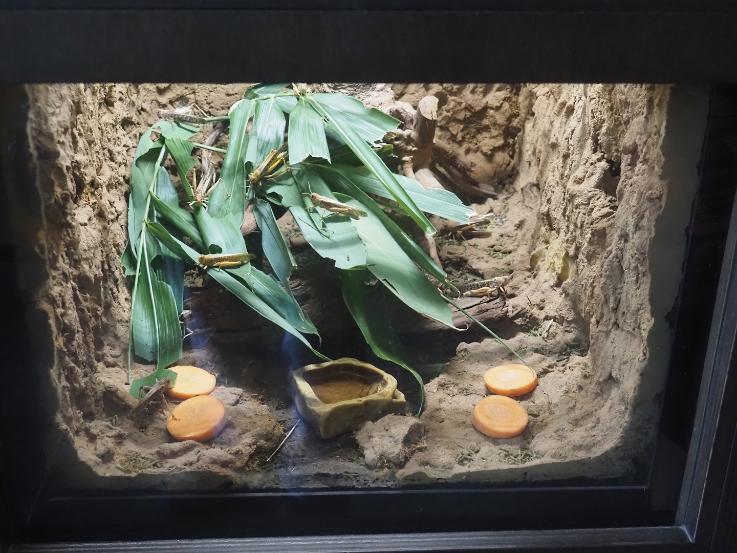 Desert locust terrarium in former part of leafcutter ant colony, 2024-08-21