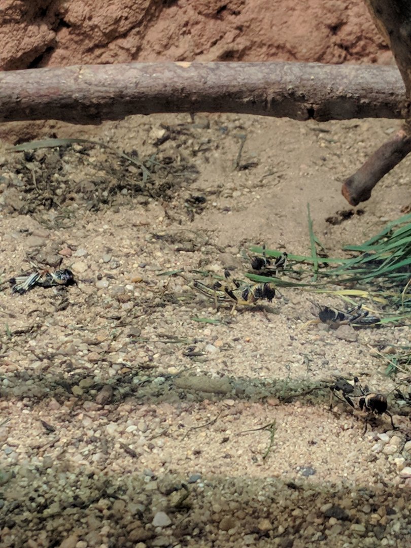 Desert Locust Zoo Praha 2018