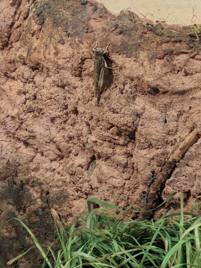 Desert Locust Zoo Praha 2018