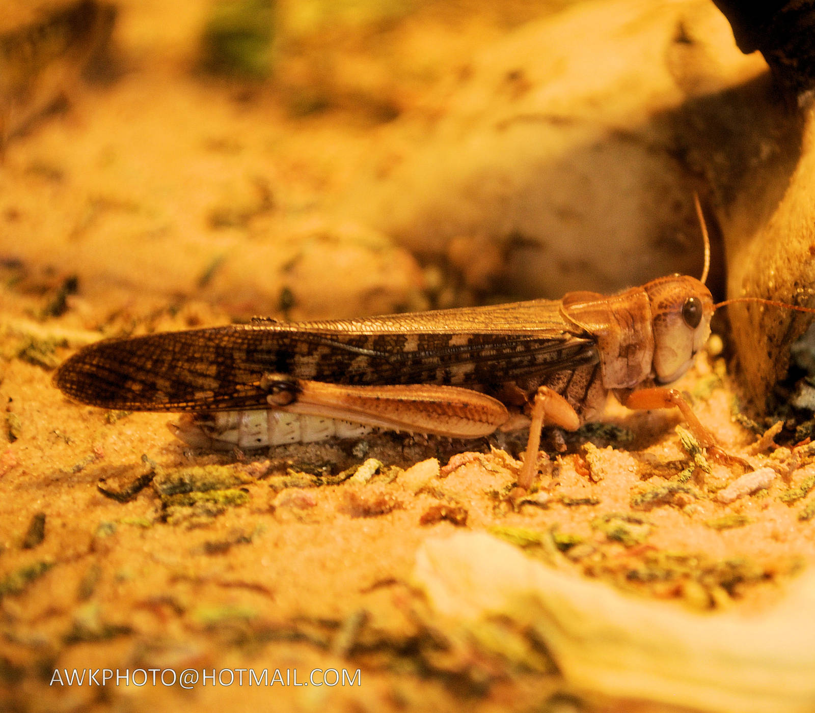 DESERT LOCUST
