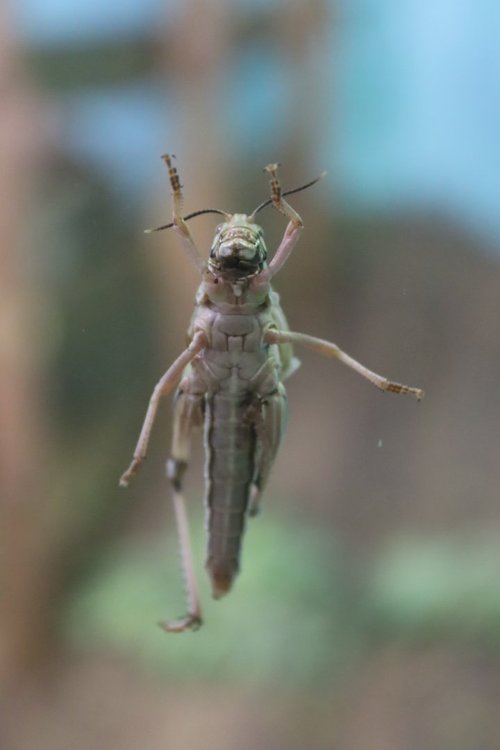Desert Locust