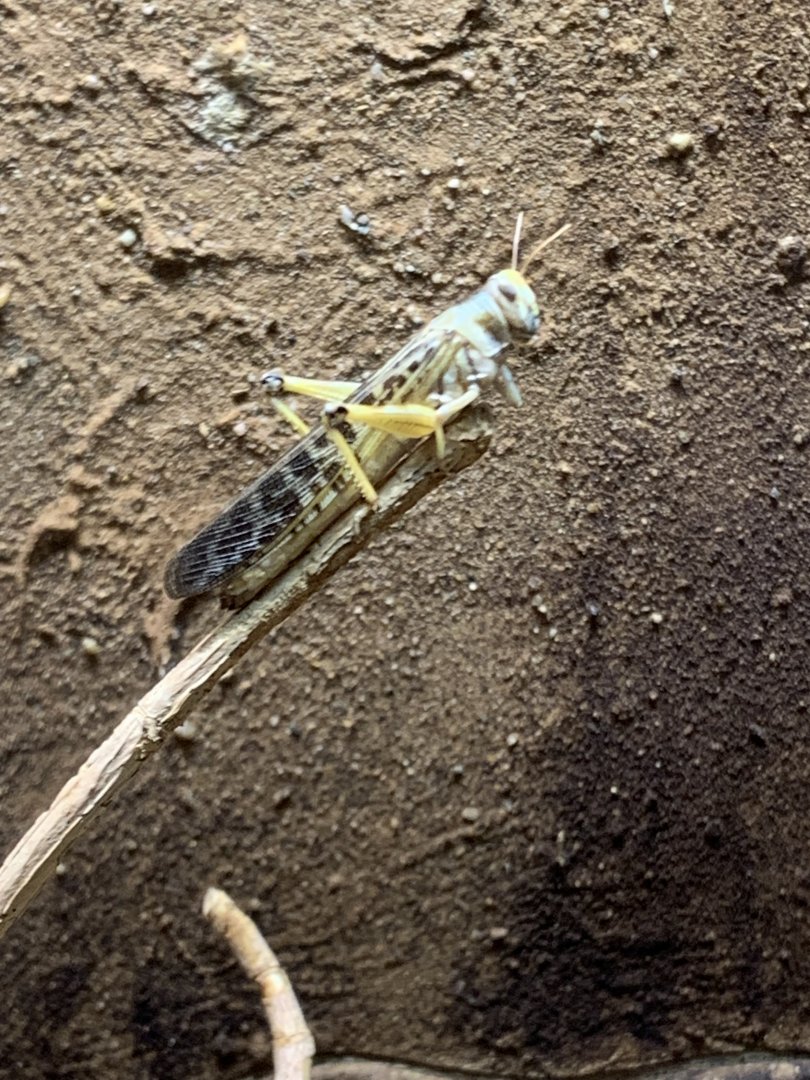 Desert locust