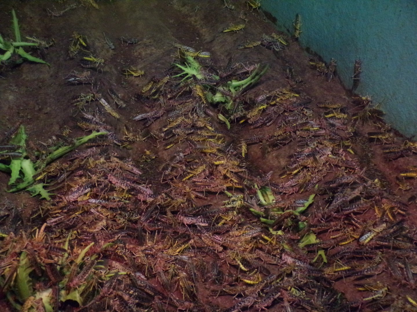 Desert locusts 11.2.25