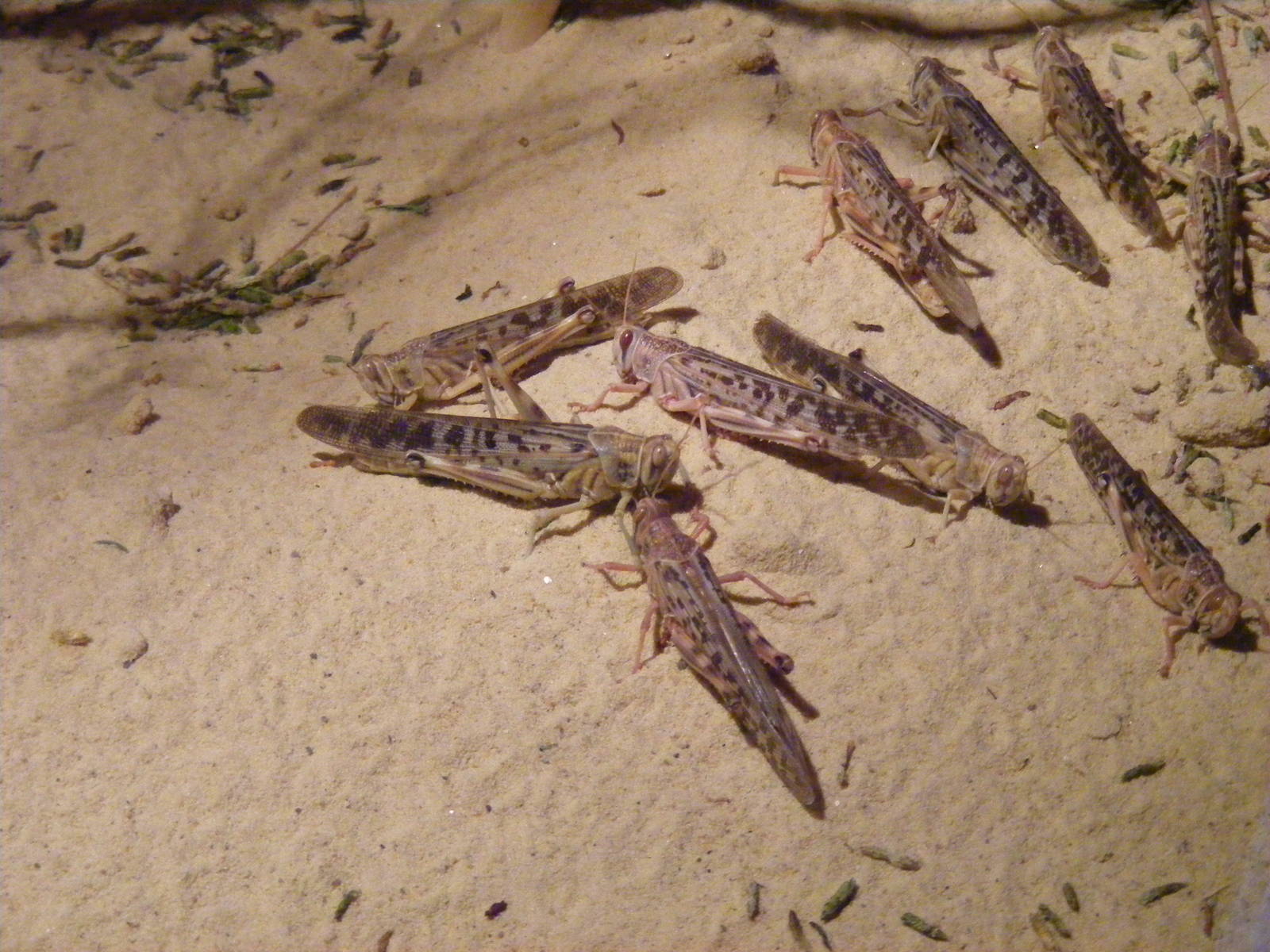 Desert locusts in Aridlands exhibit at Marwell Wildlife, 11 October 2009