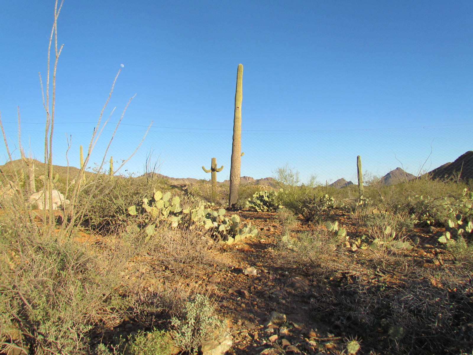 Desert Loop Trail - Coyote Exhibit