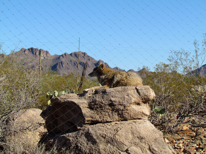 Desert Loop Trail - Coyote