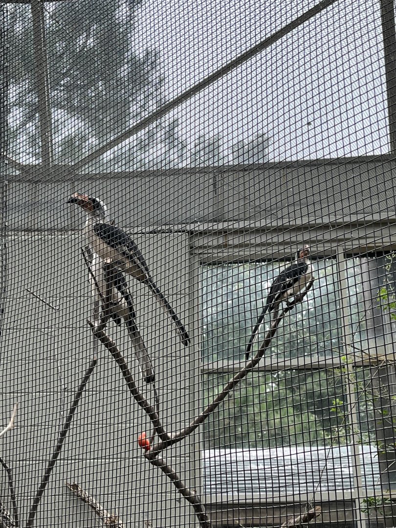Desert: Male Hornbills