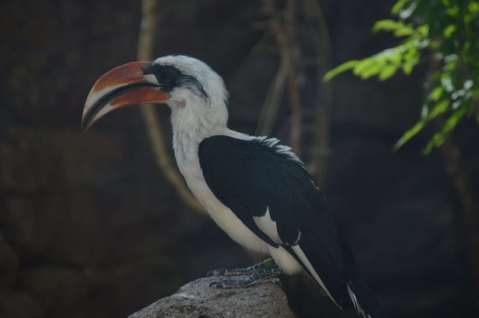 Desert - Male Von Der Decken's Hornbill (Tockus deckeni)