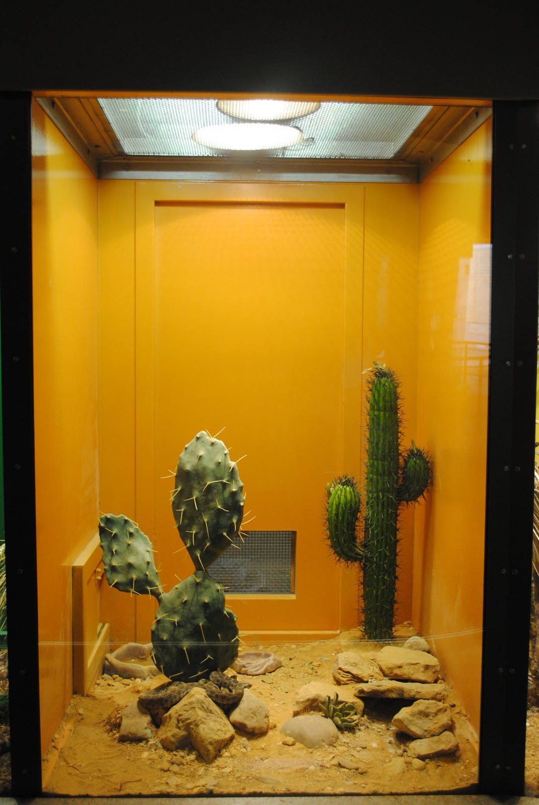 Desert Massasauga exhibit