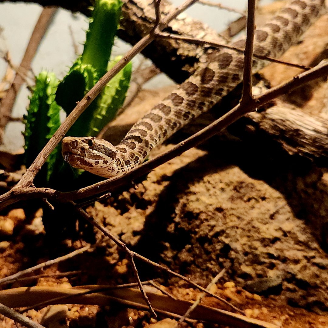 Desert Massasauga (Sistrurus tergeminus edwardsii)