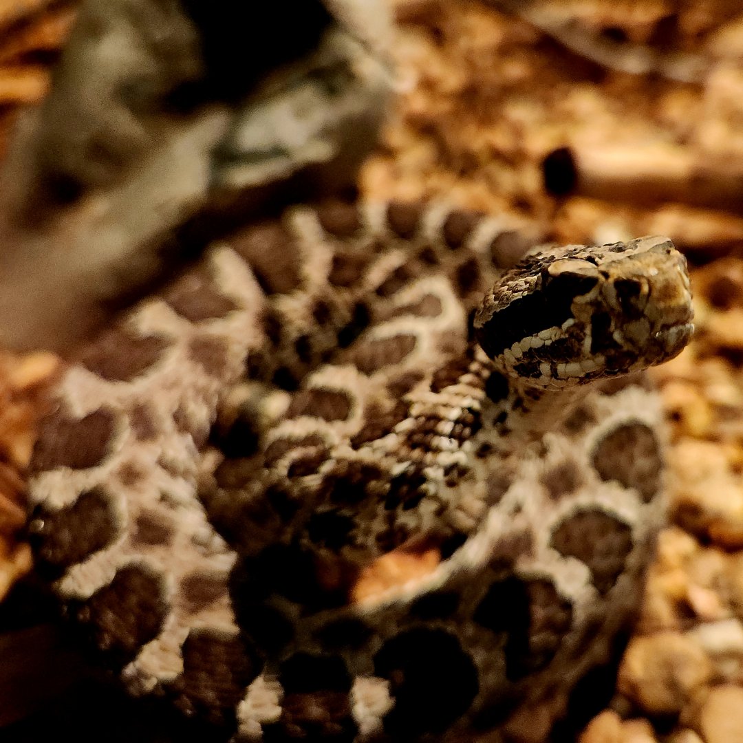 Desert Massasauga (Sistrurus tergeminus edwardsii)