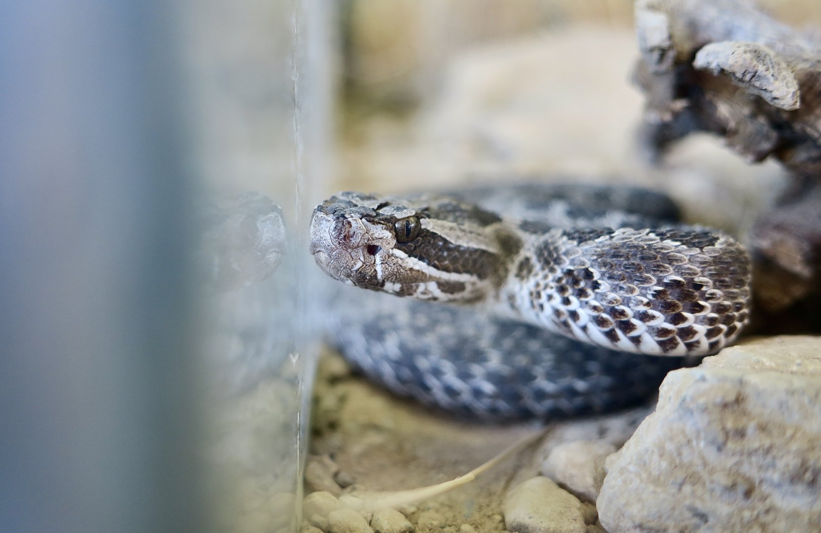 Desert Massasauga (Sistrurus tergeminus edwardsii)