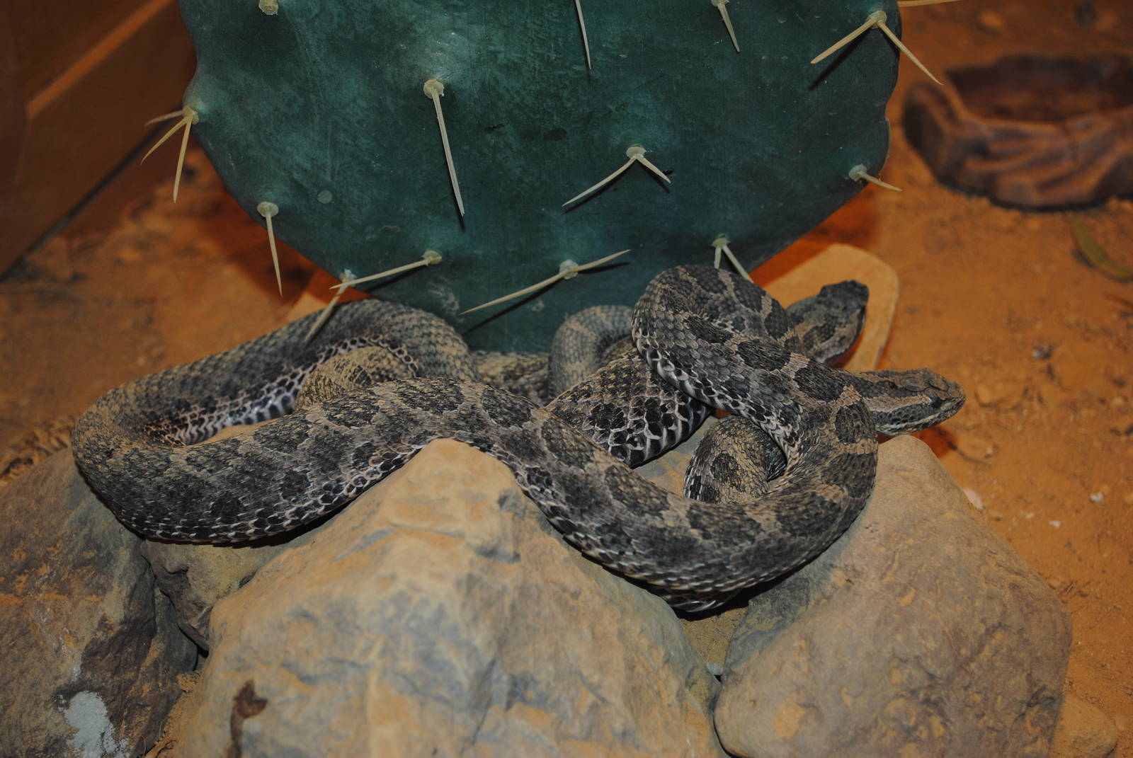 Desert Massasauga