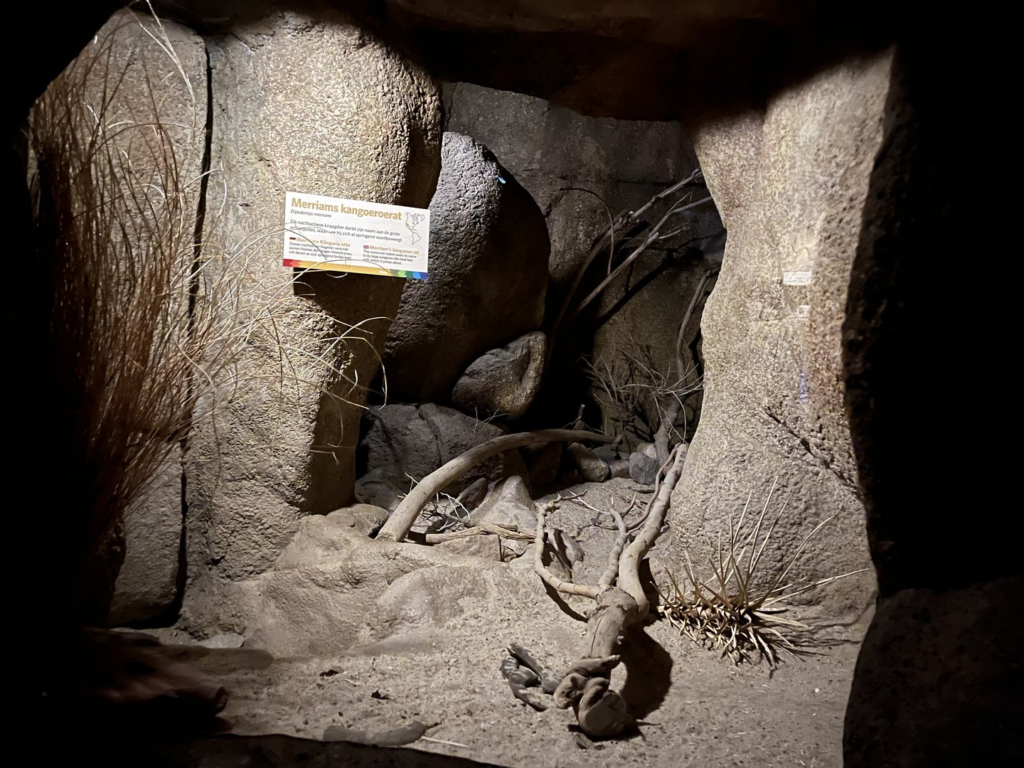 Desert- Merriam’s Kangaroo rat enclosure 6.7.23