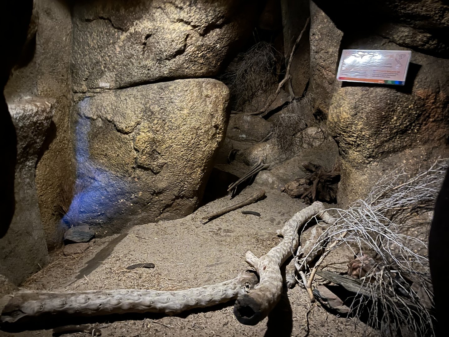 Desert- Merriam’s Kangaroo rat enclosure 6.7.23
