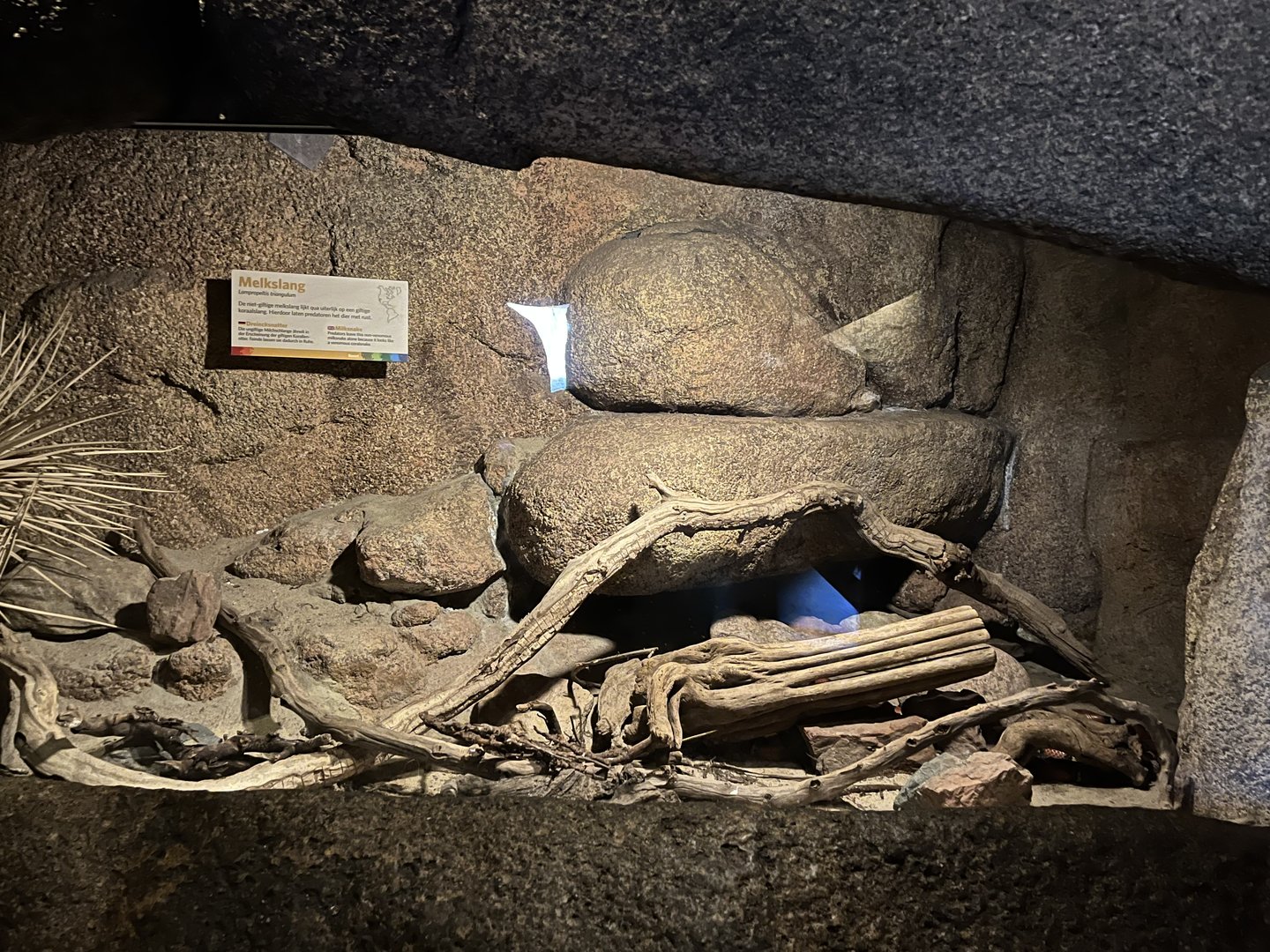 Desert- Milksnake enclosure