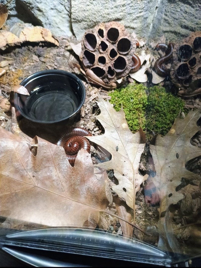 Desert Millipedes (6/21/25)