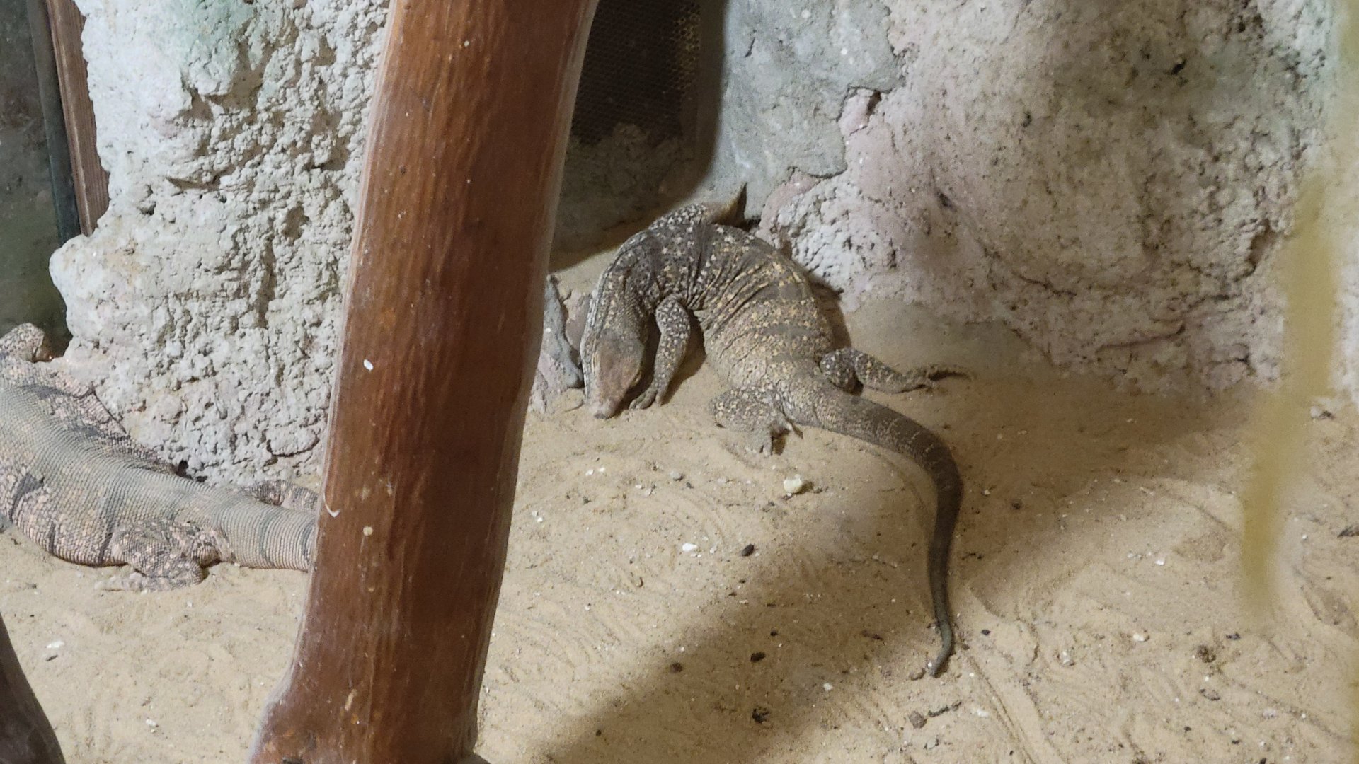 Desert monitor- Dec 2023