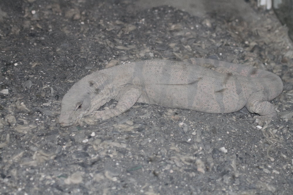 desert monitor Mashhad Zoo