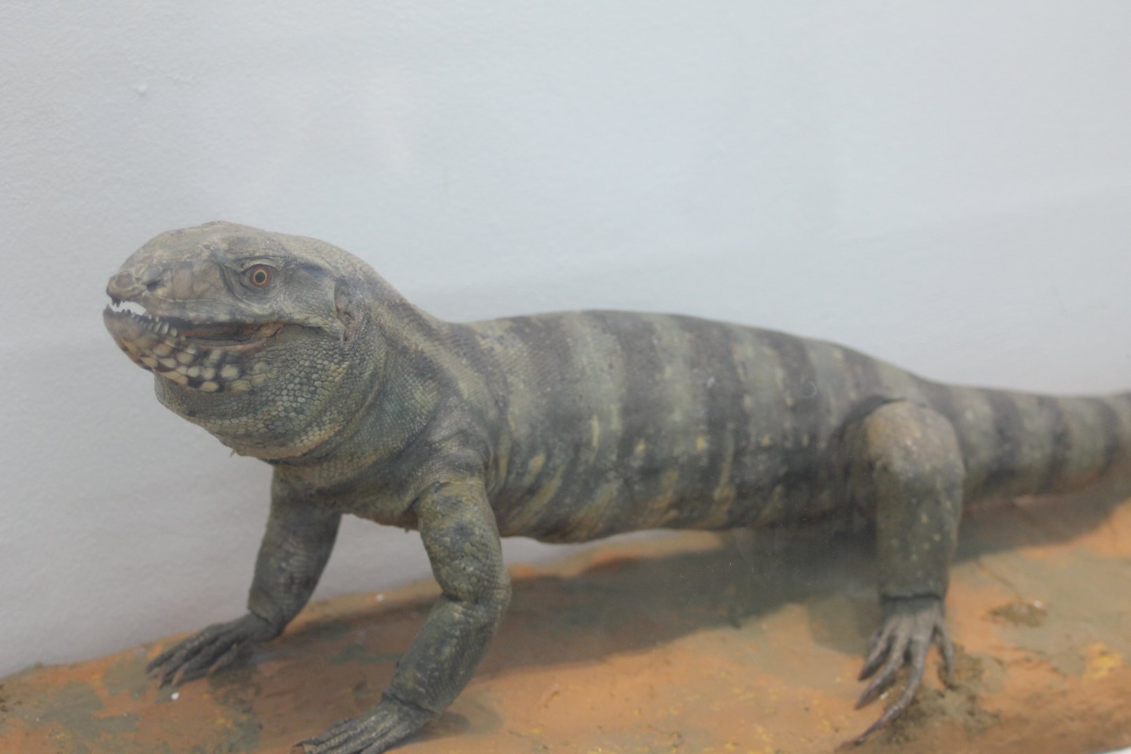 Desert monitor - Varanus griseus