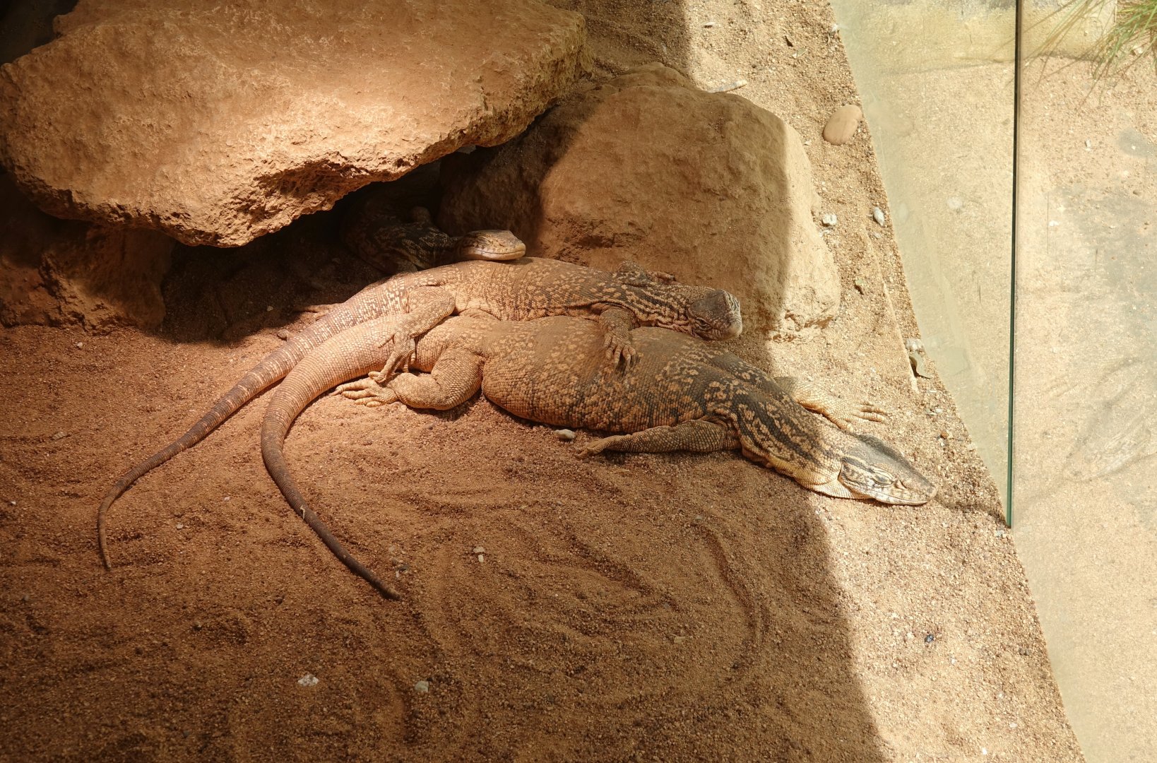 Desert Monitor