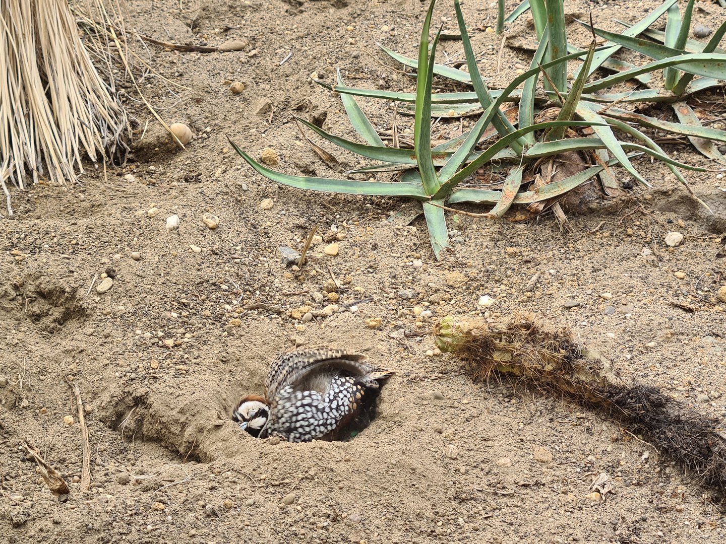 Desert - Montezuma quail dust bath