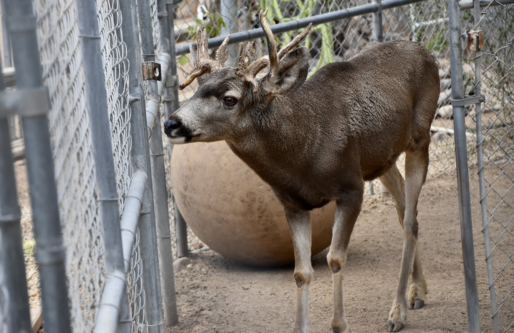 Desert Mule Deer (Odocoileus hemionus eremicus) male "Lou"