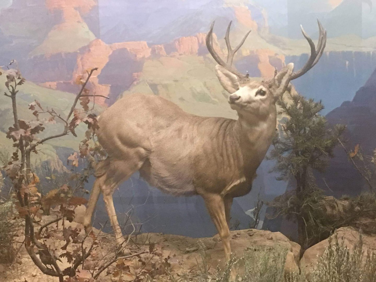 Desert mule deer (Odocoileus hemionus eremicus)