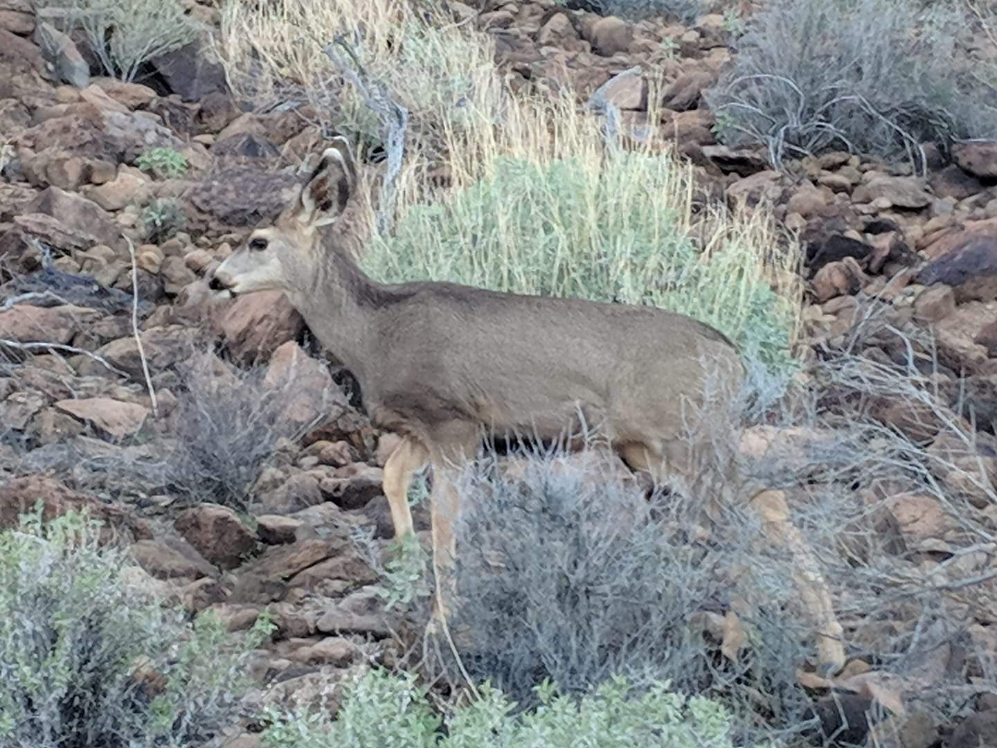 Desert mule deer (Odocoileus hemionus eremicus)