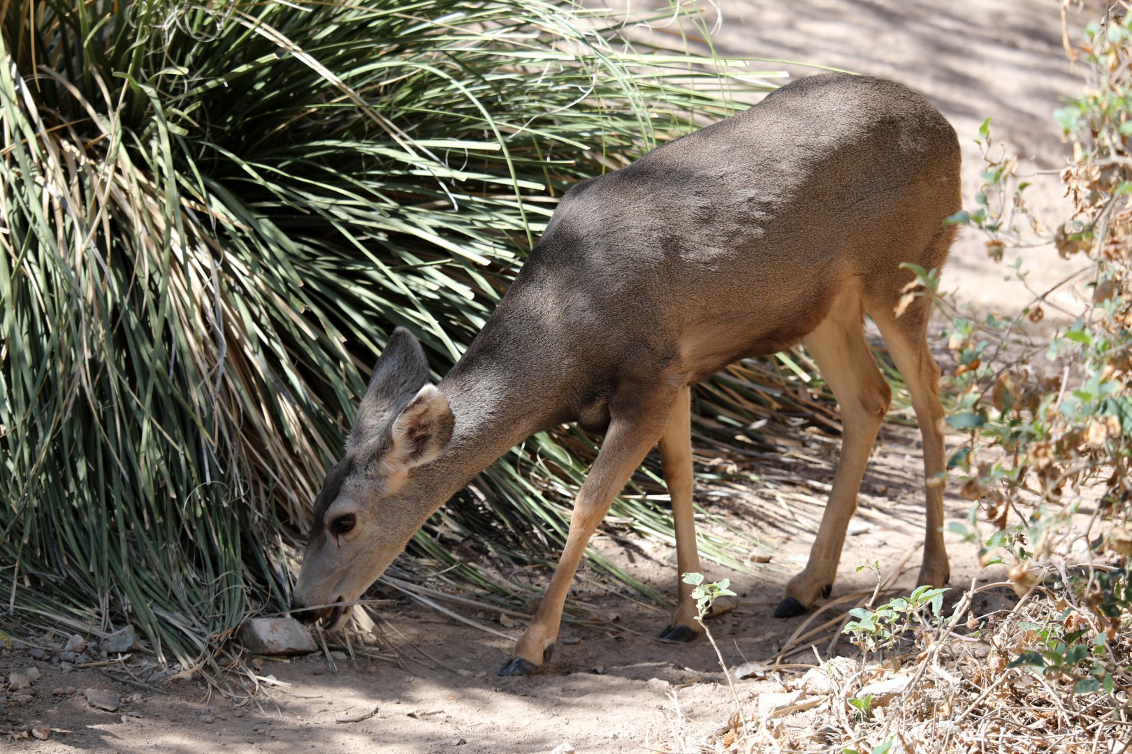 Desert mule deer (Odocoileus hemionus eremicus)