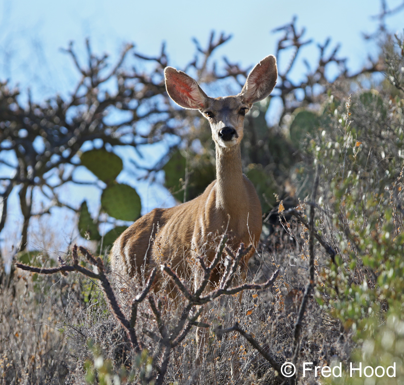 Desert Mule Deer