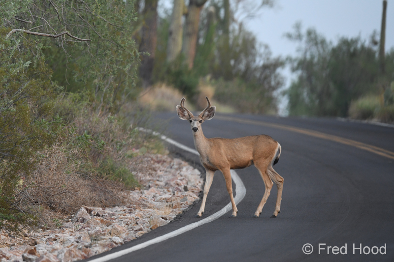desert mule deer