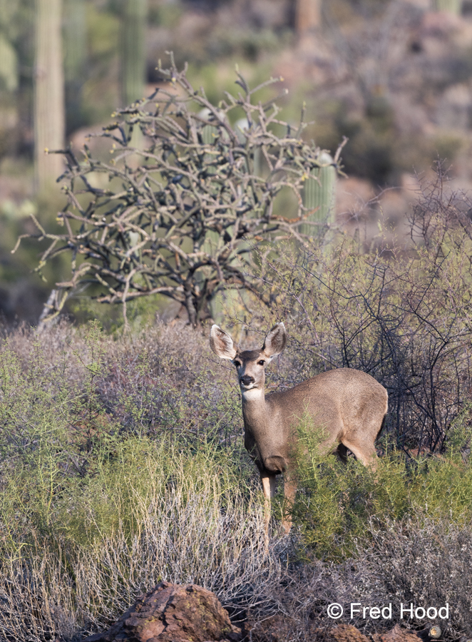 desert mule deer