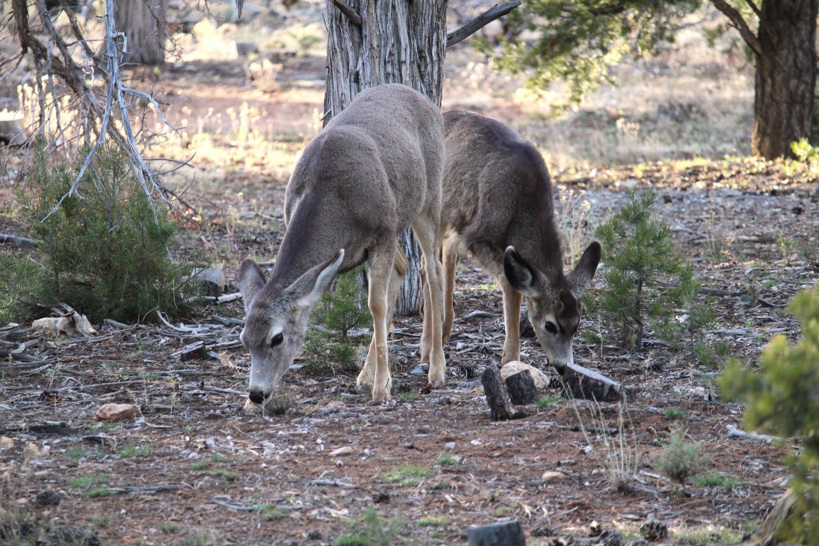Desert Mule Deer