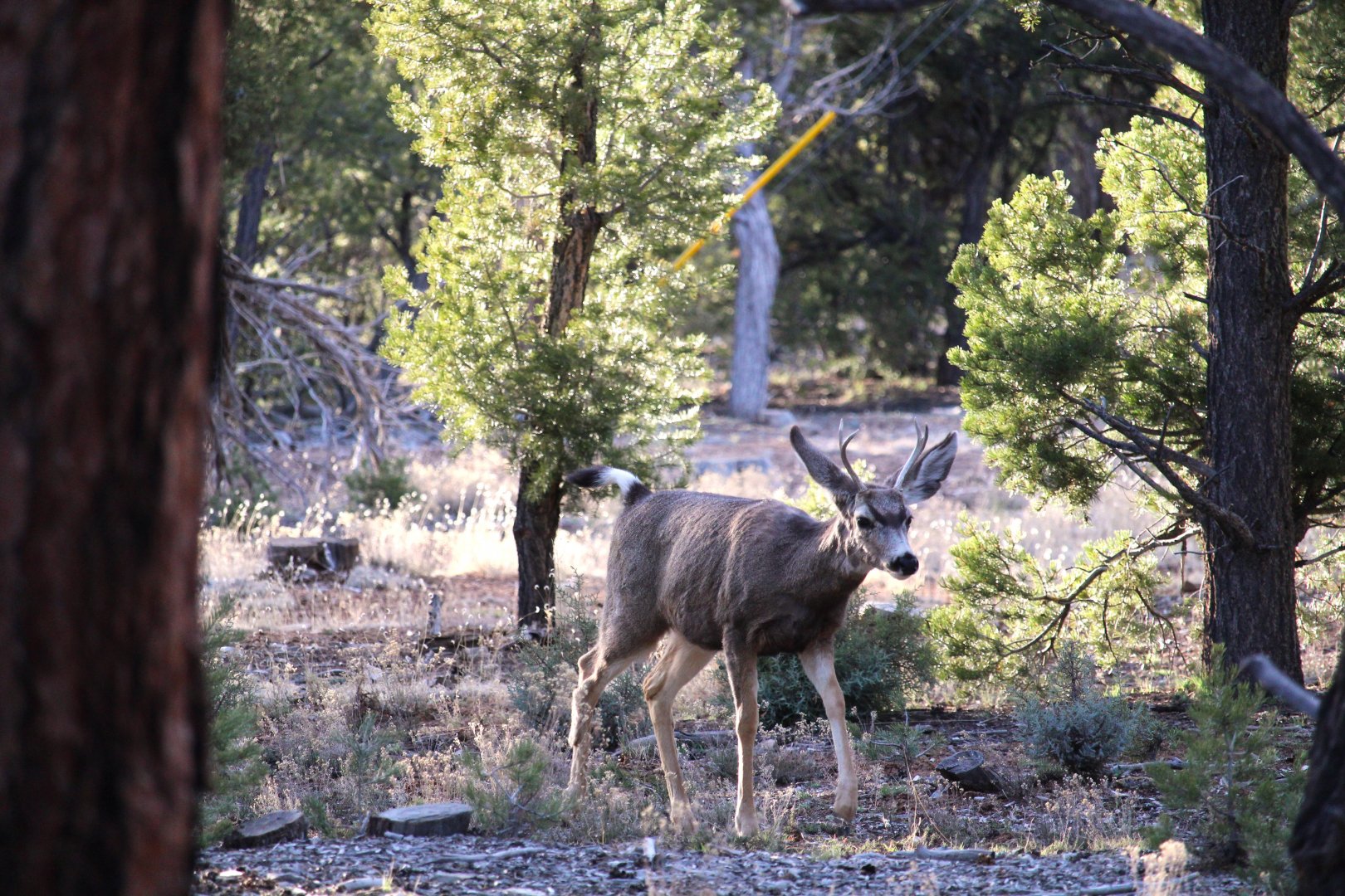 Desert Mule Deer