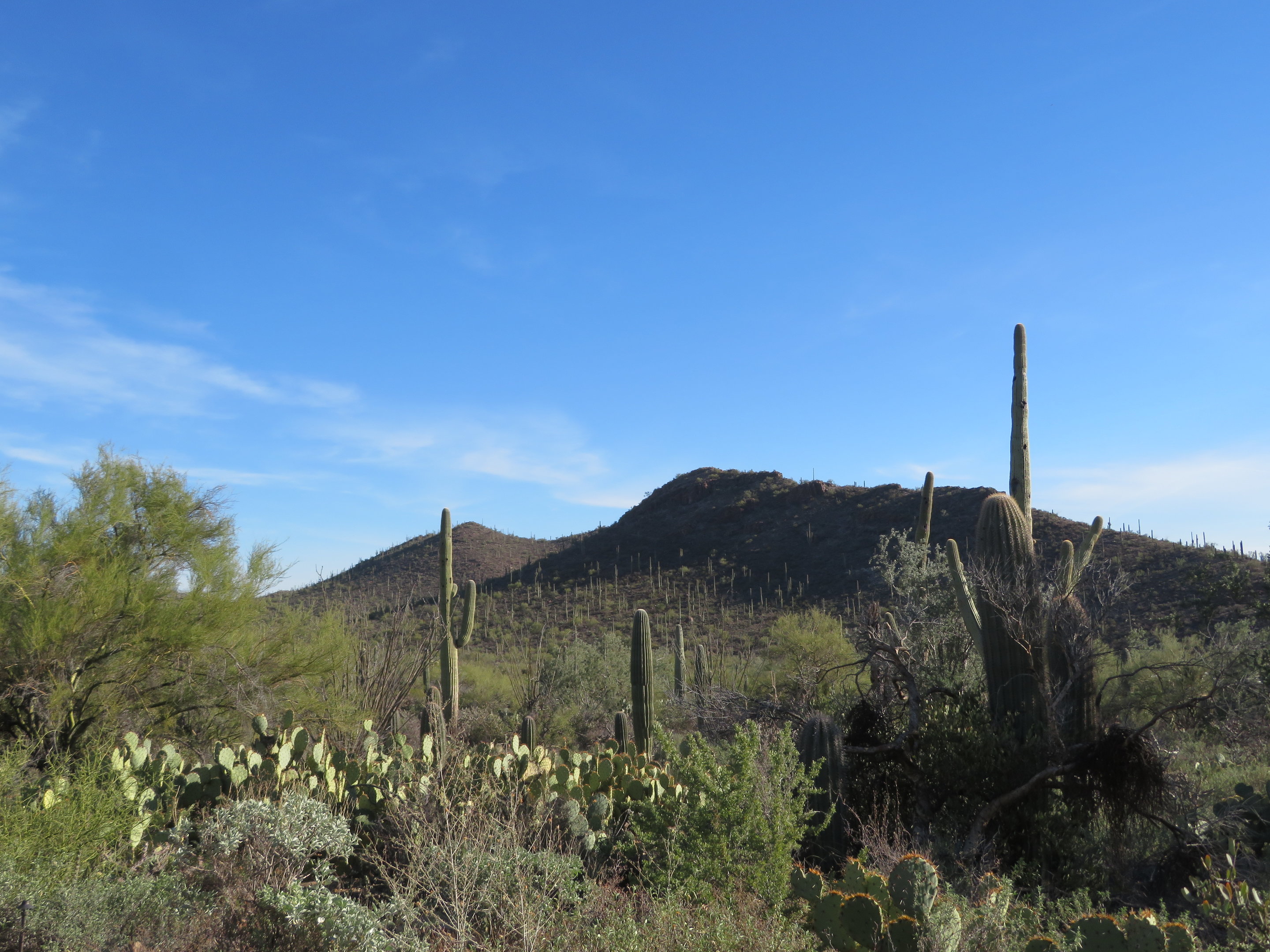 Desert Museum Landscape