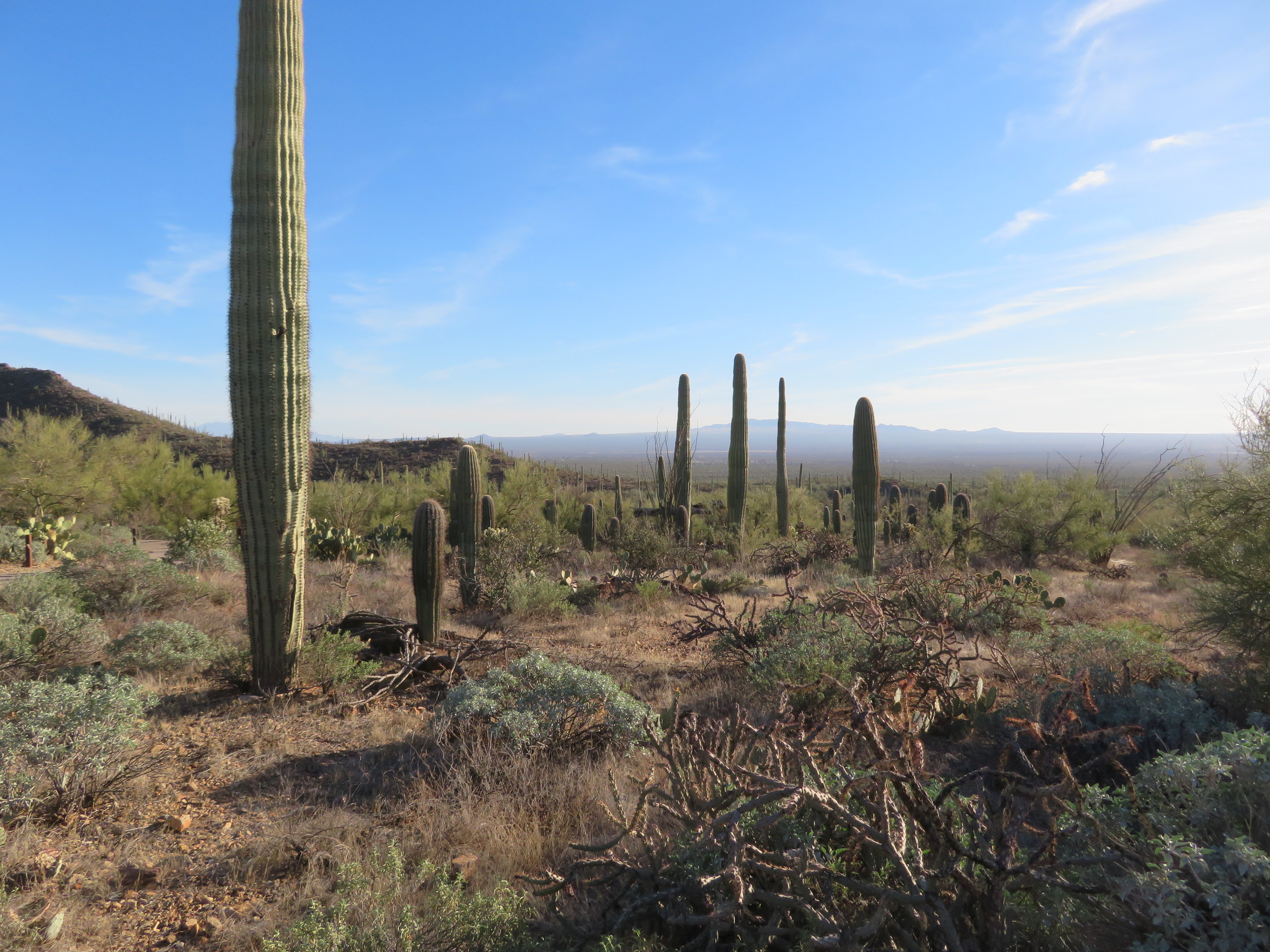 Desert Museum Landscape