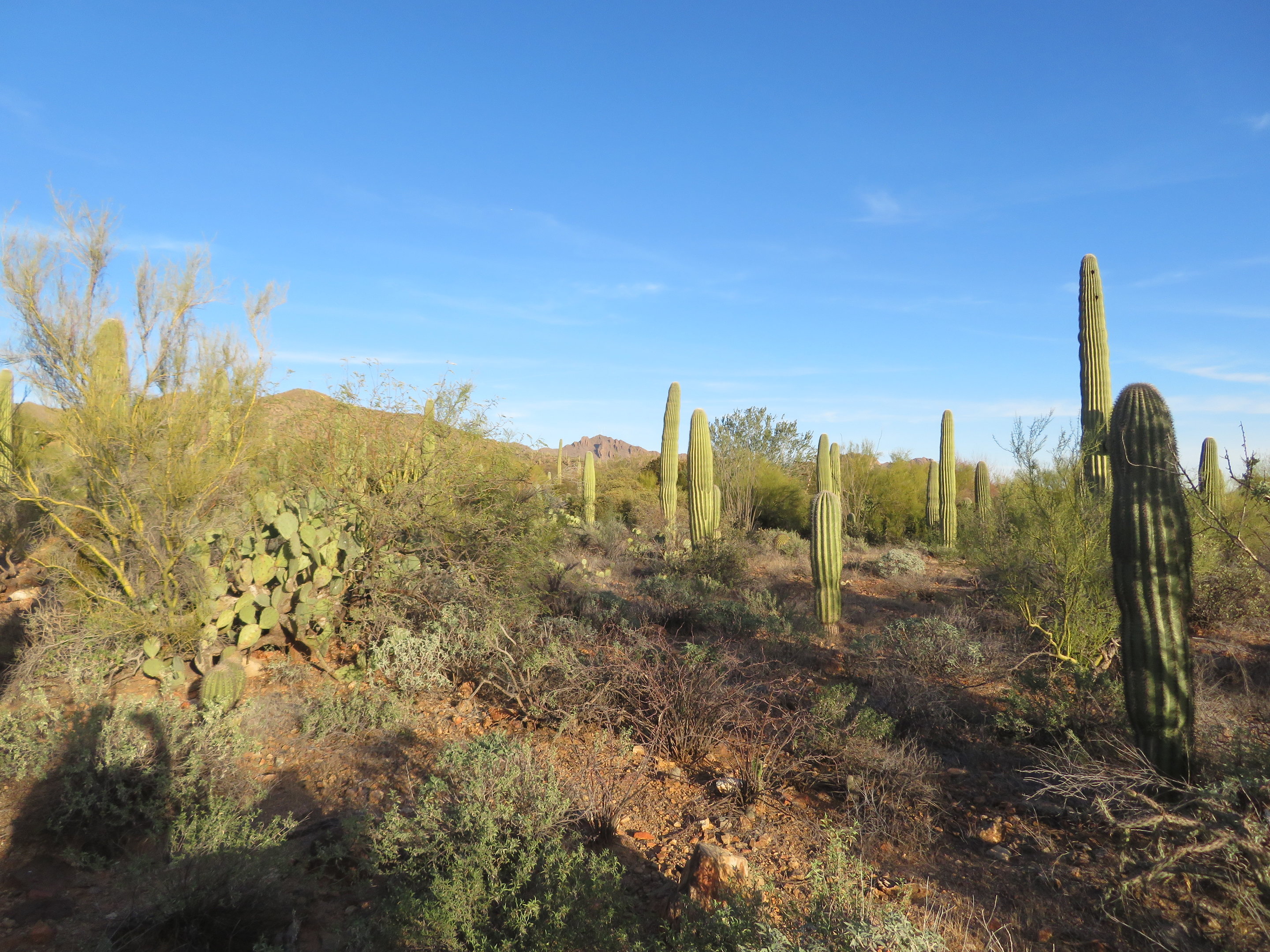 Desert Museum Landscape