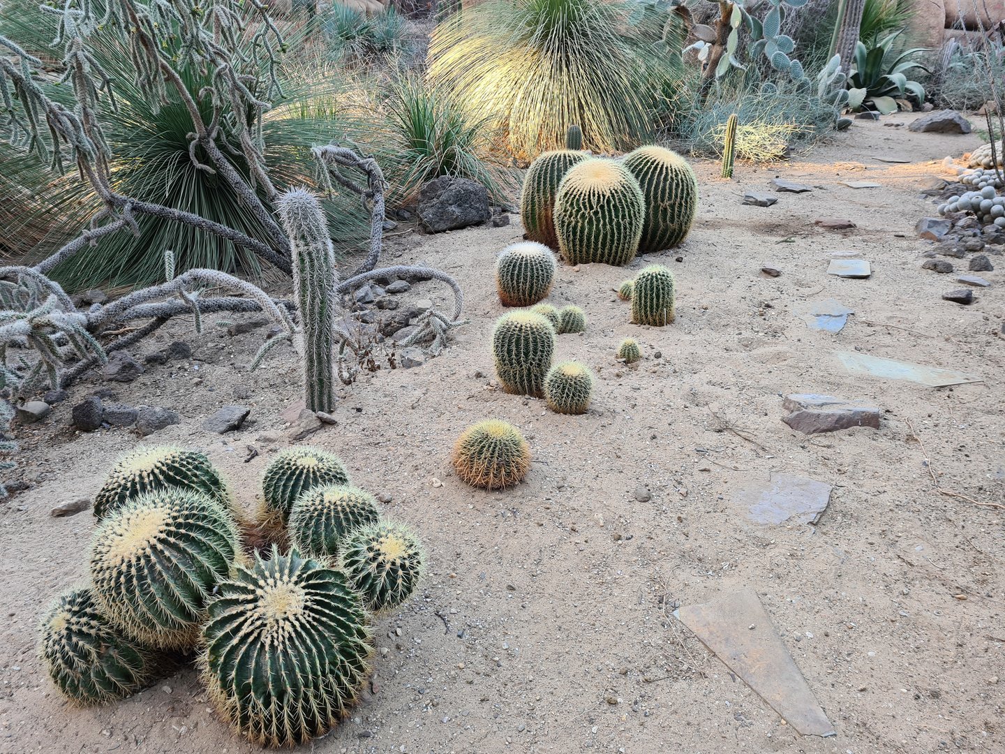 Desert - New barrel cacti