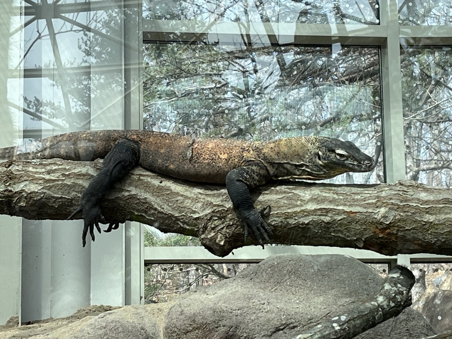 Desert: New Komodo Dragon