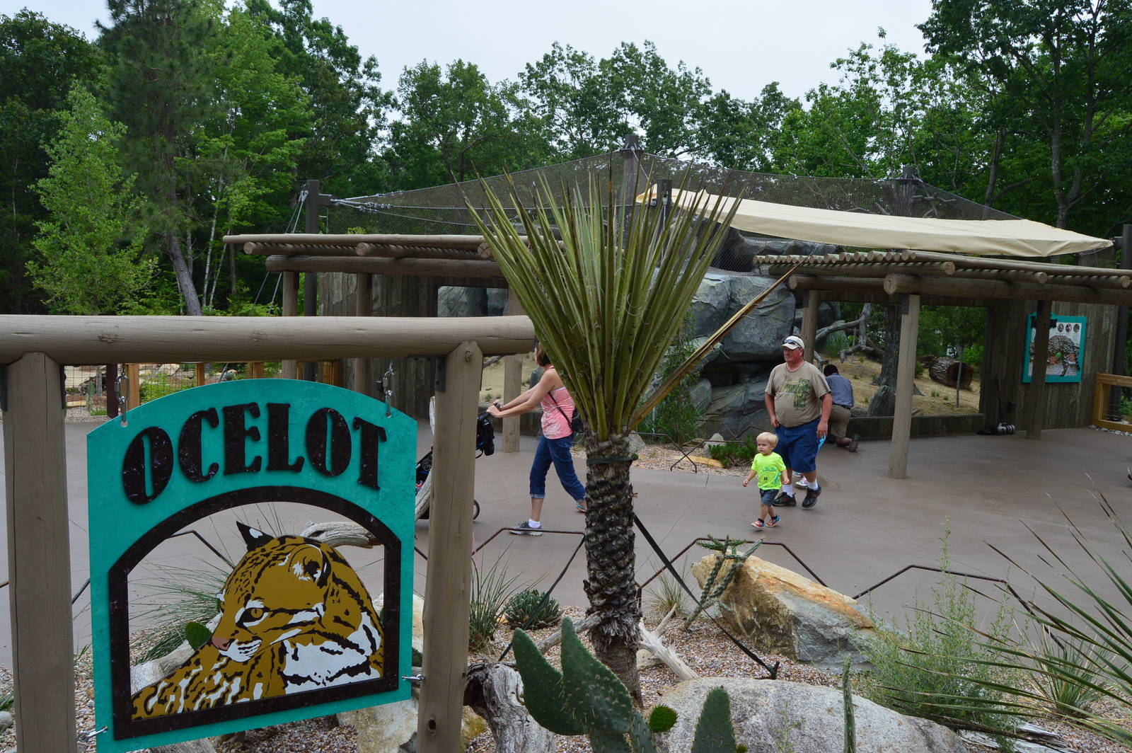Desert - New Ocelot Exhibit