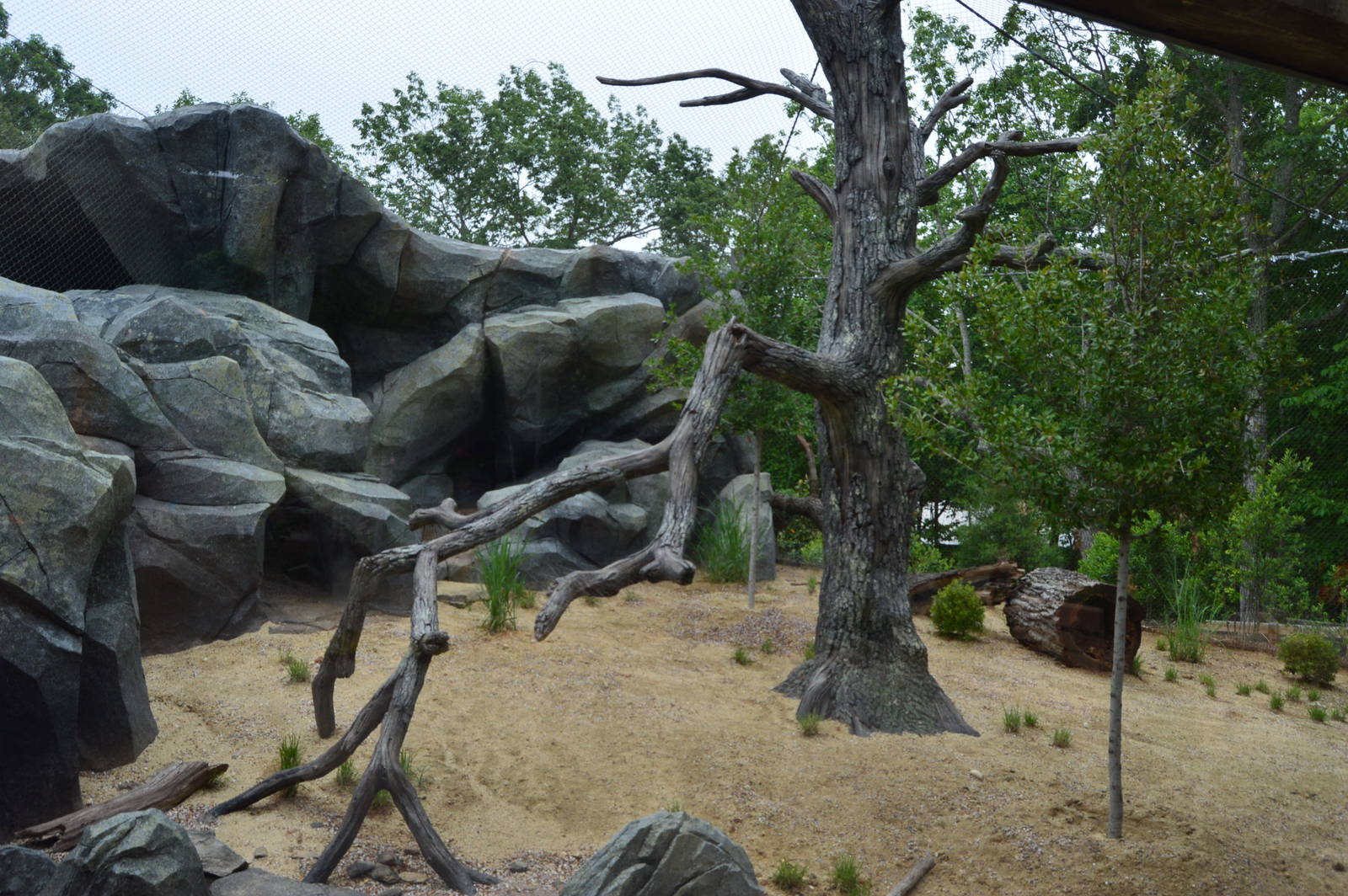 Desert - New Ocelot Exhibit
