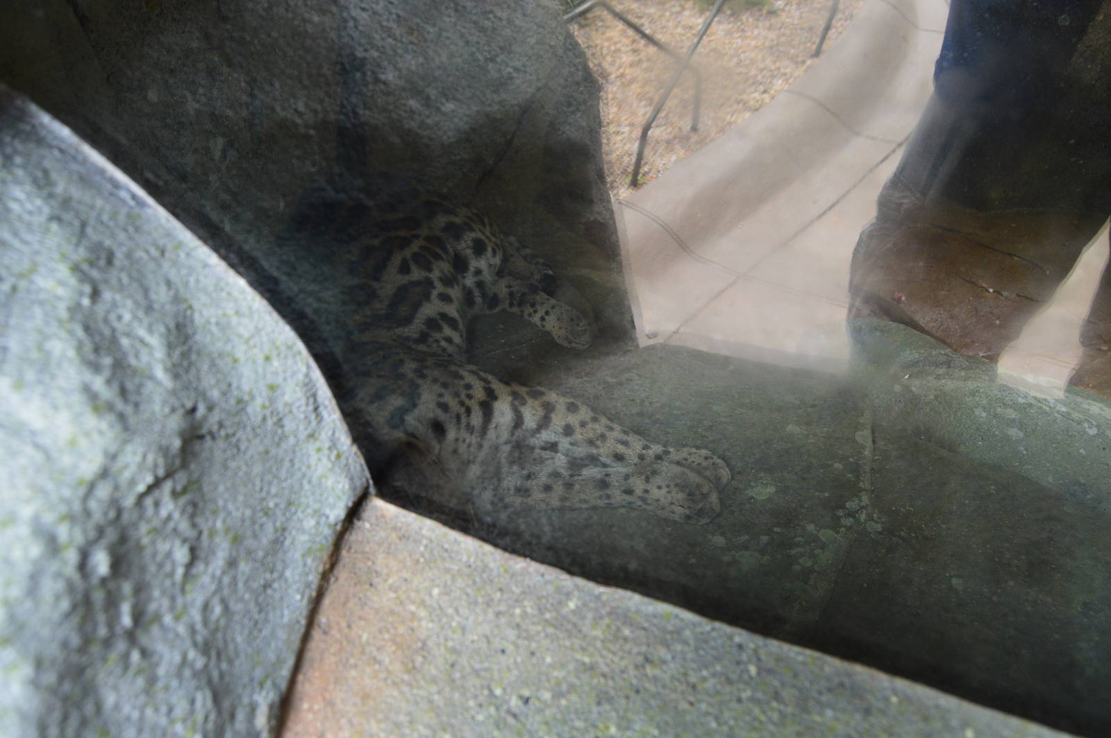 Desert - New Ocelot Exhibit