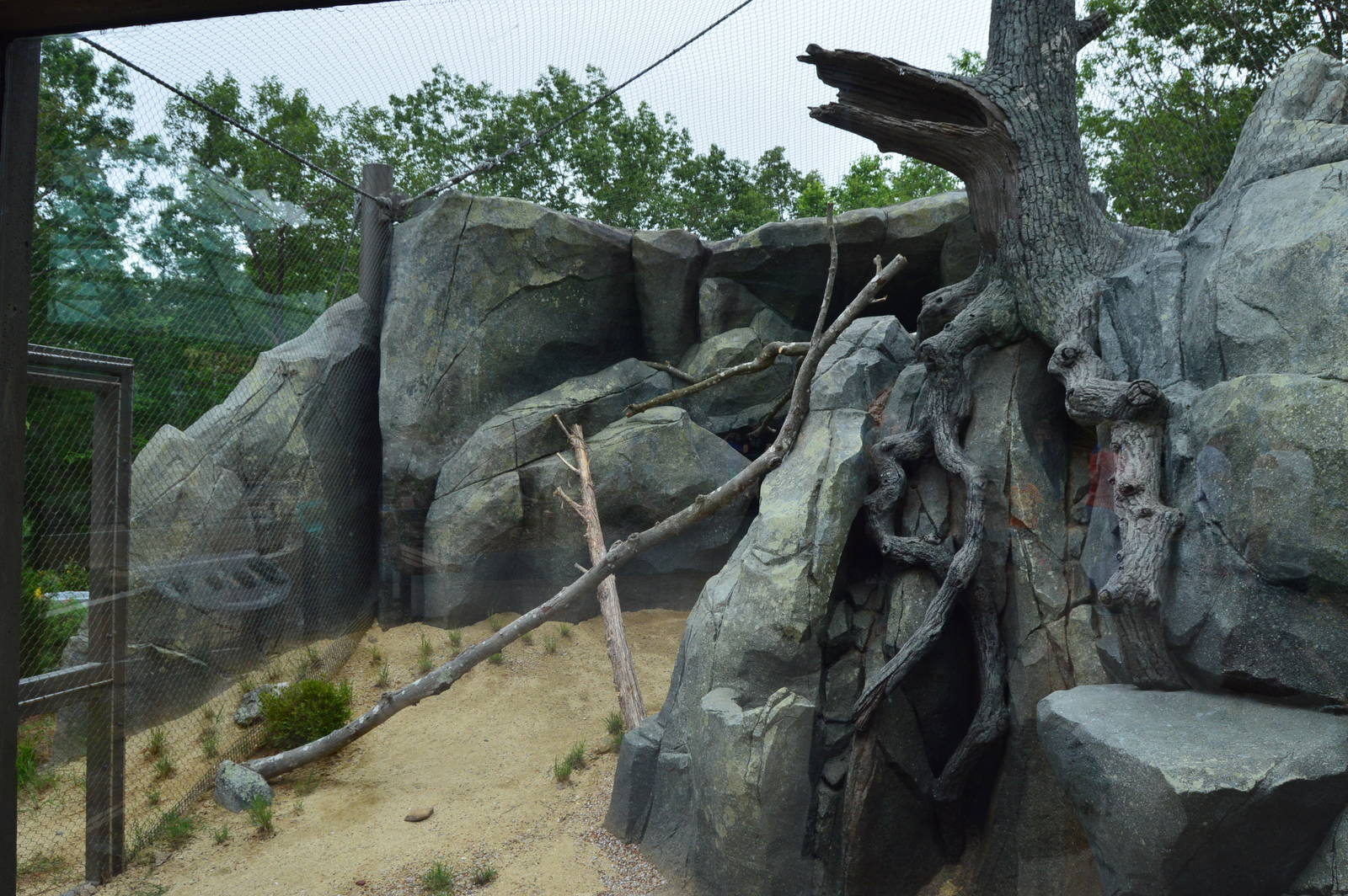 Desert - New Ocelot Exhibit