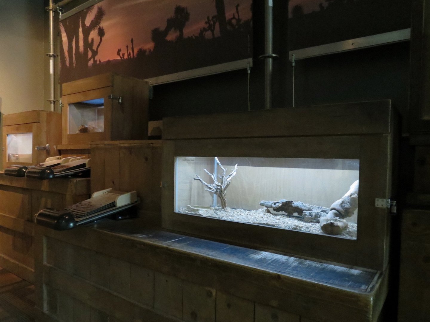 Desert Night Snake Exhibit