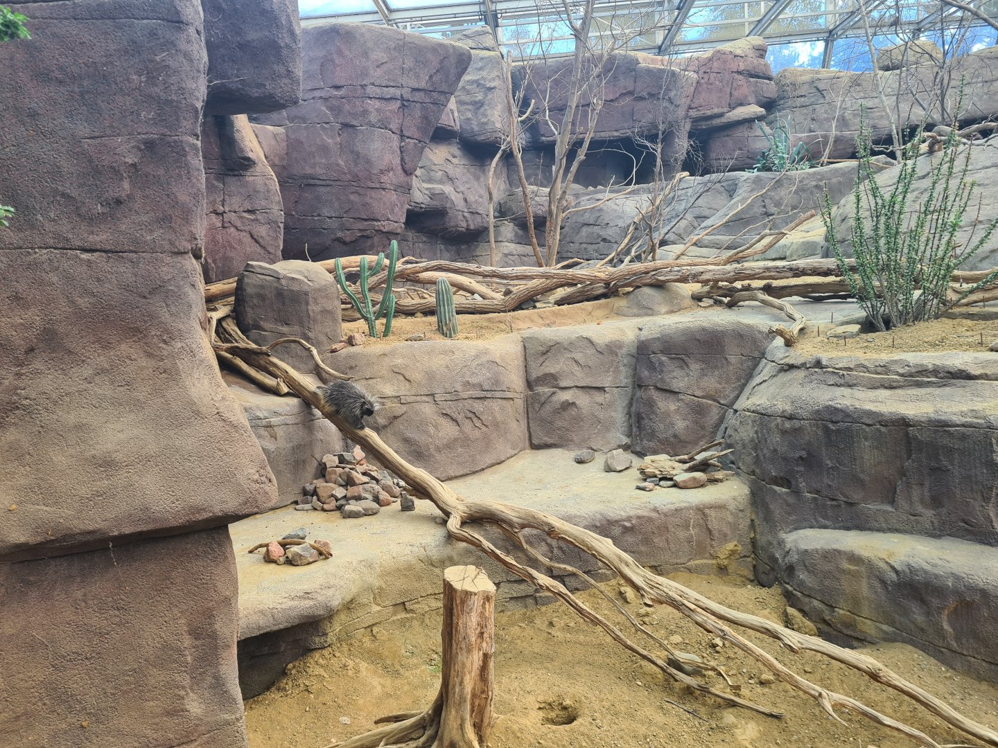 Desert - North American porcupine active for once