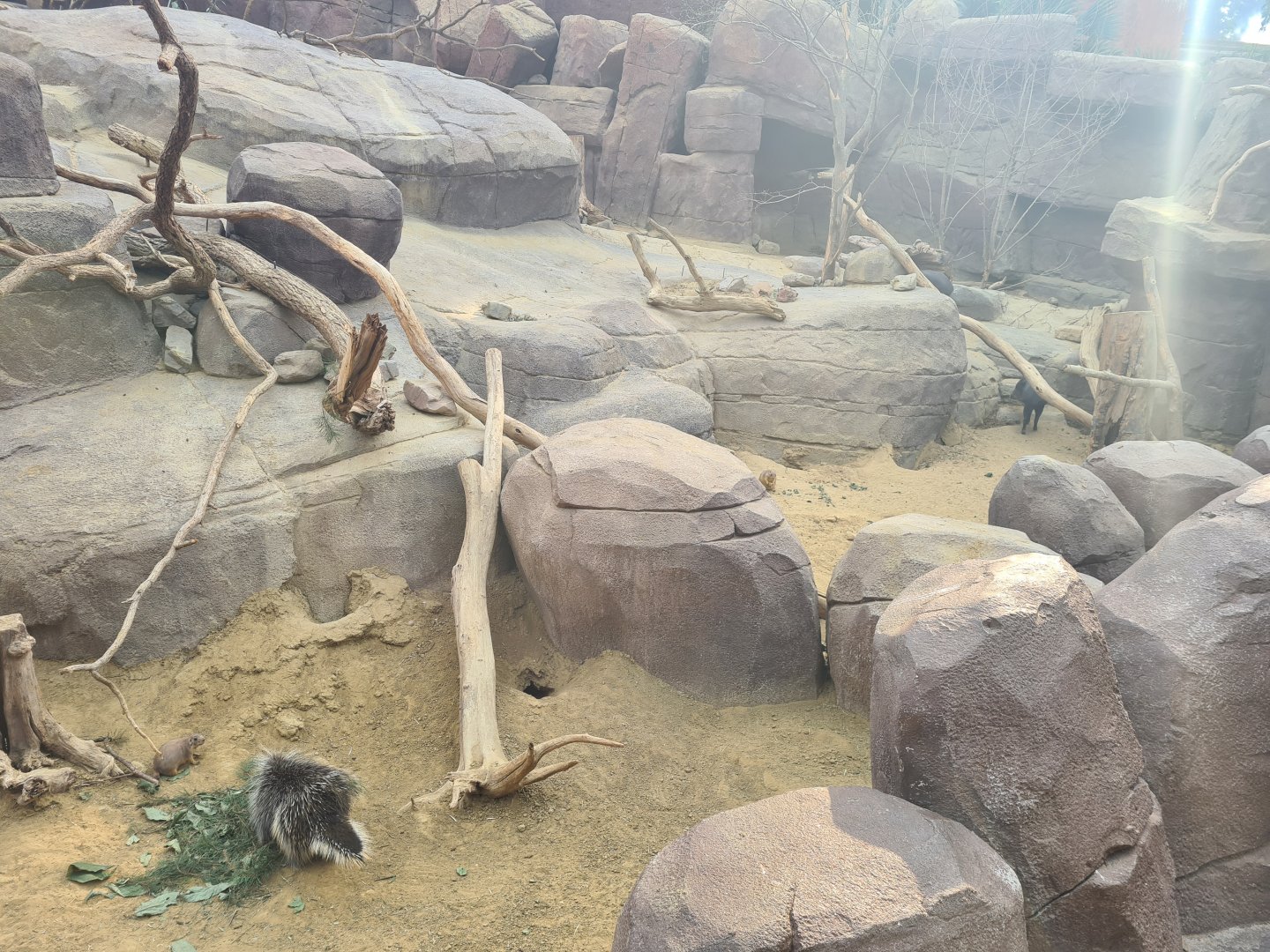 Desert - North American porcupine active for once