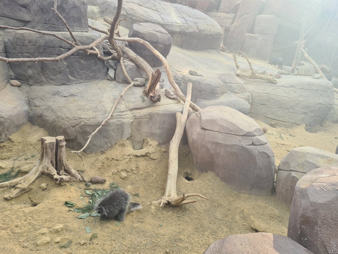 Desert - North American porcupine active for once